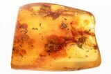 Detailed Fossil Fungus Gnat (Mycetophilidae) In Baltic Amber #367468-1